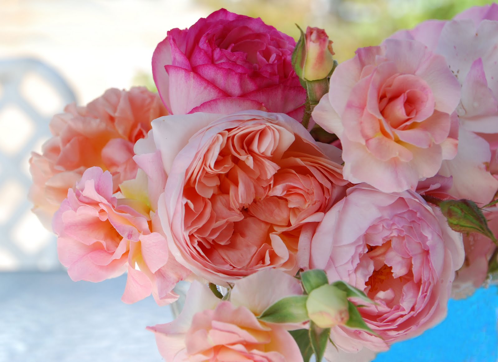 Roses of Sharon: Heritage Roses Art Prints