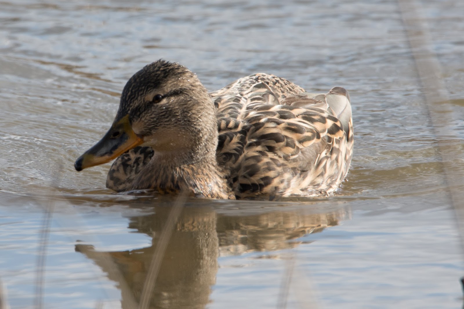 Foto's van Geert Engels Eenden in het
