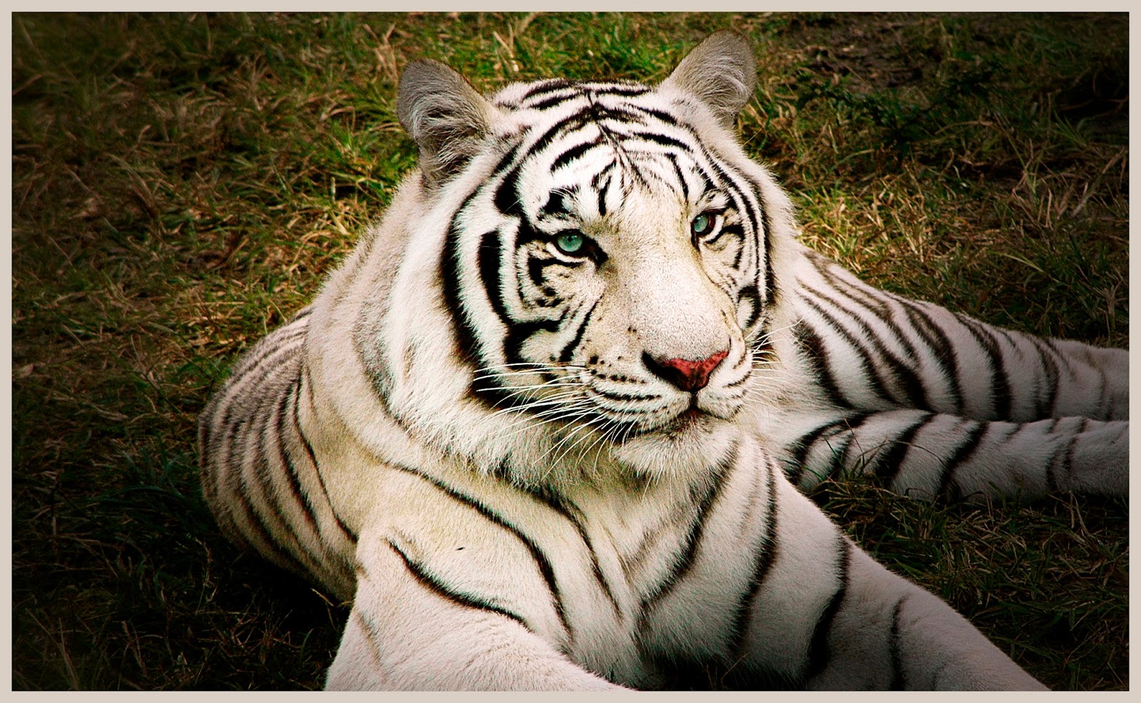 EL TIGRE BLANCO Mundo Animal