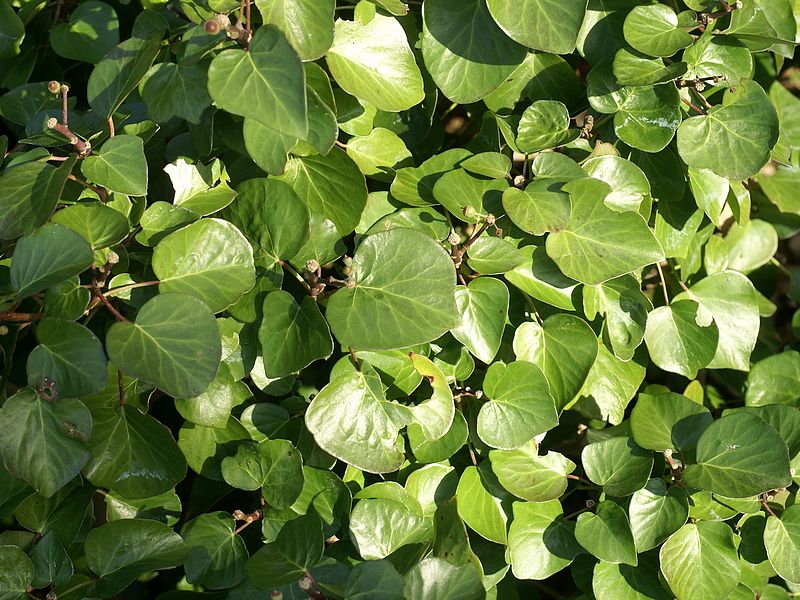 Hedera helix buttercup Hedera helix buttercup