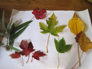 Autumn leaves on a page