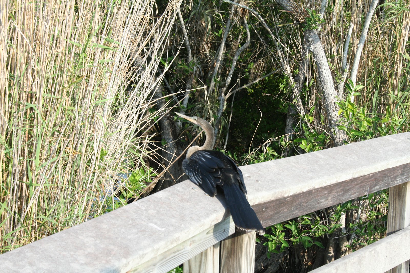 LIVE A LITTLE SUNSHINE National Everglades Park & Buffalo Tiger
