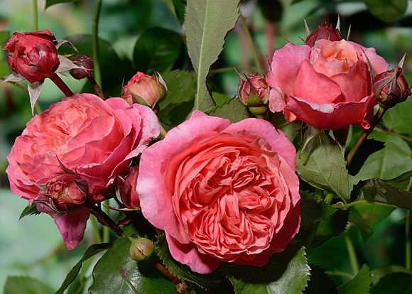 Mary Ann rose сорт розы фото  