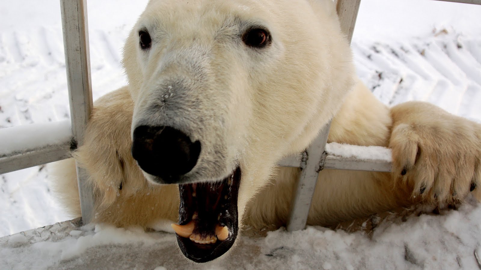 Is A Polar Bear Endangered Danger Choices
