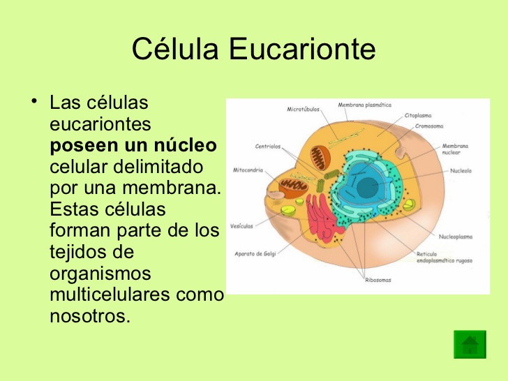 celula eucarionte