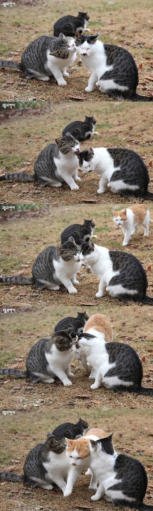 Jealous cat Your BLog Name