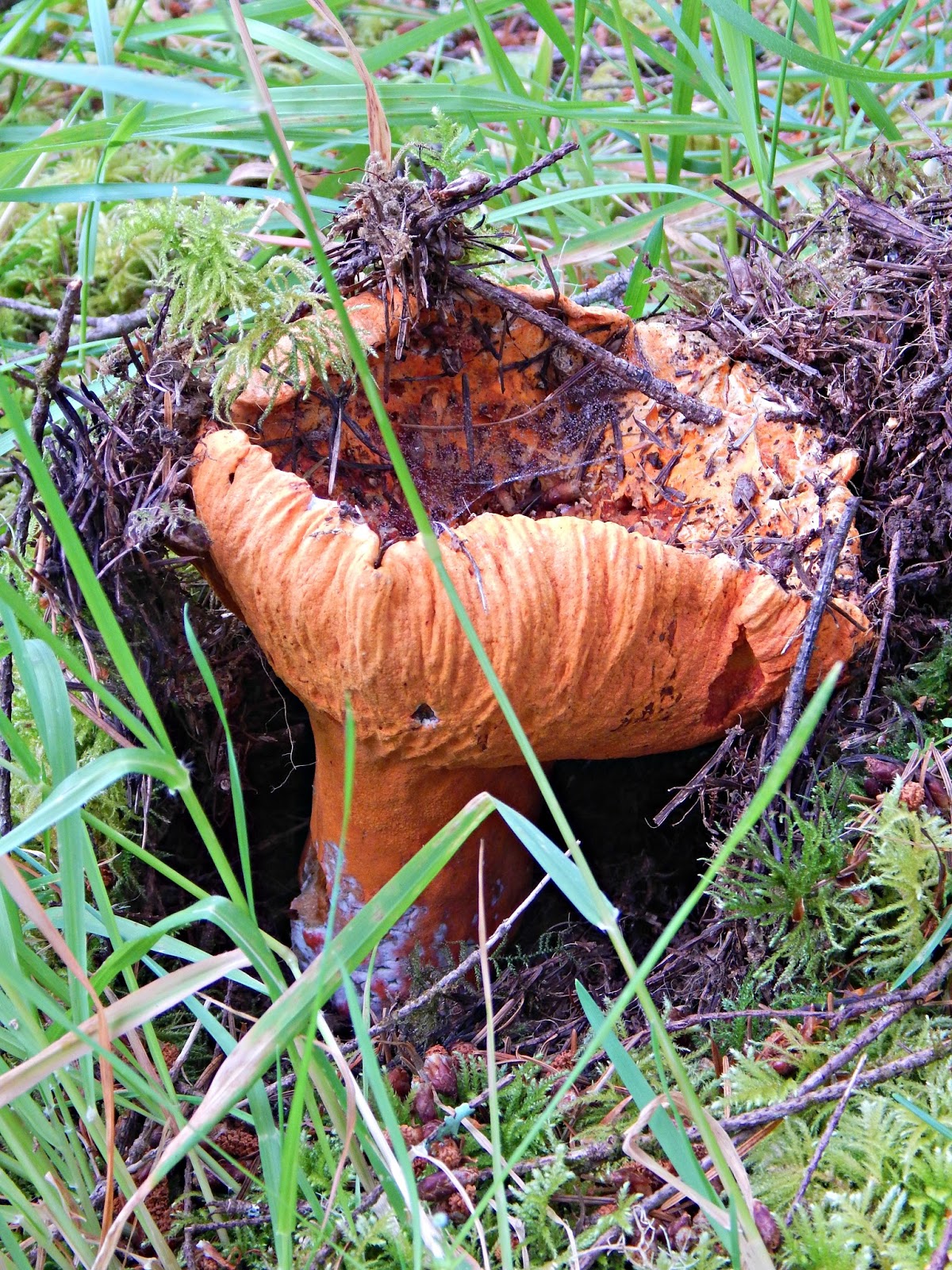 How to Forage, Clean, & Eat Lobster Mushrooms (with Roasted Lobster