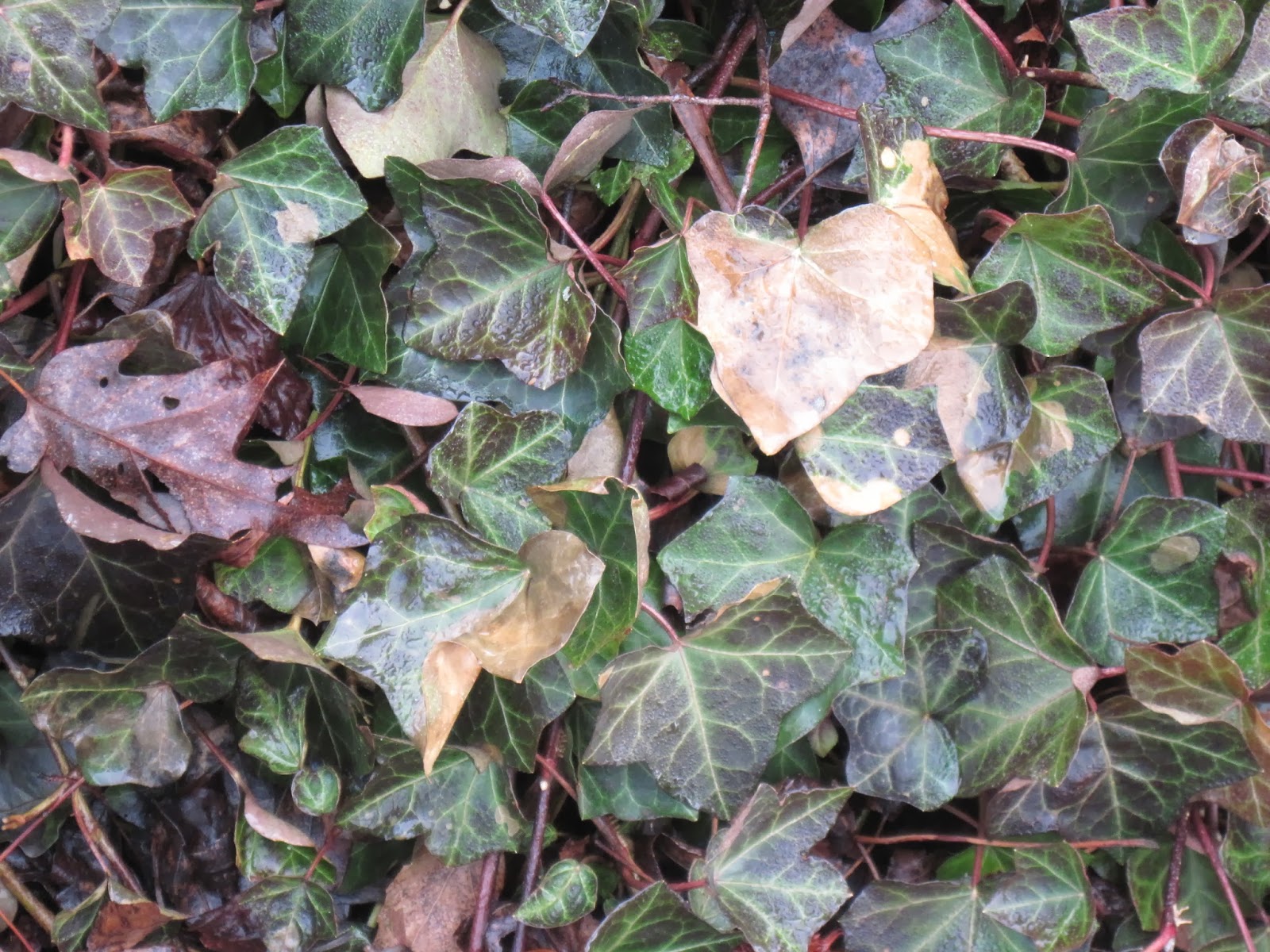 Central Virginia Organic Gardener Harsh Winter Costs...and Benefits?