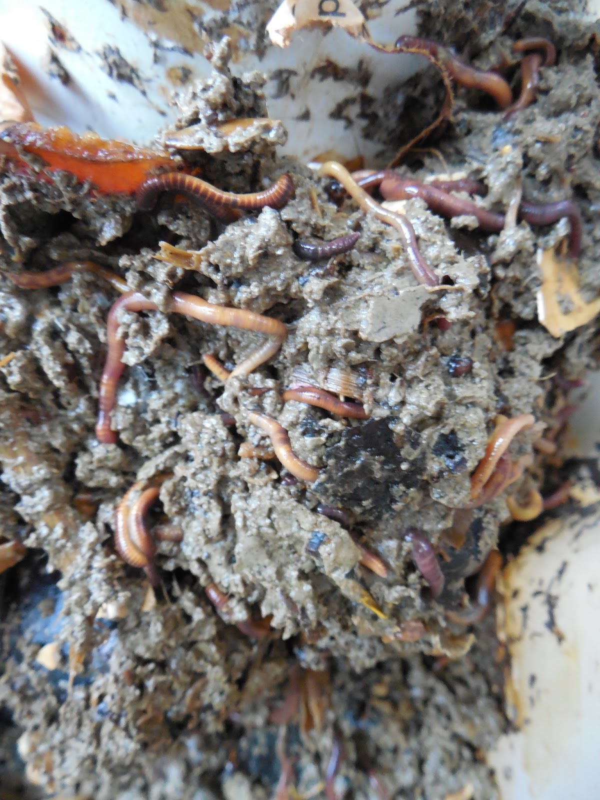 Share it! Science Composting with Worms! A Great Activity for School