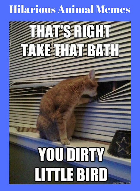 Hilarious Animal Memes | Rosa For Life