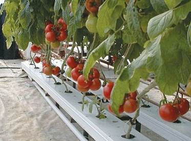 Tehnik Dan Cara Menanam Tanaman Hidroponik Tomat Sederhana