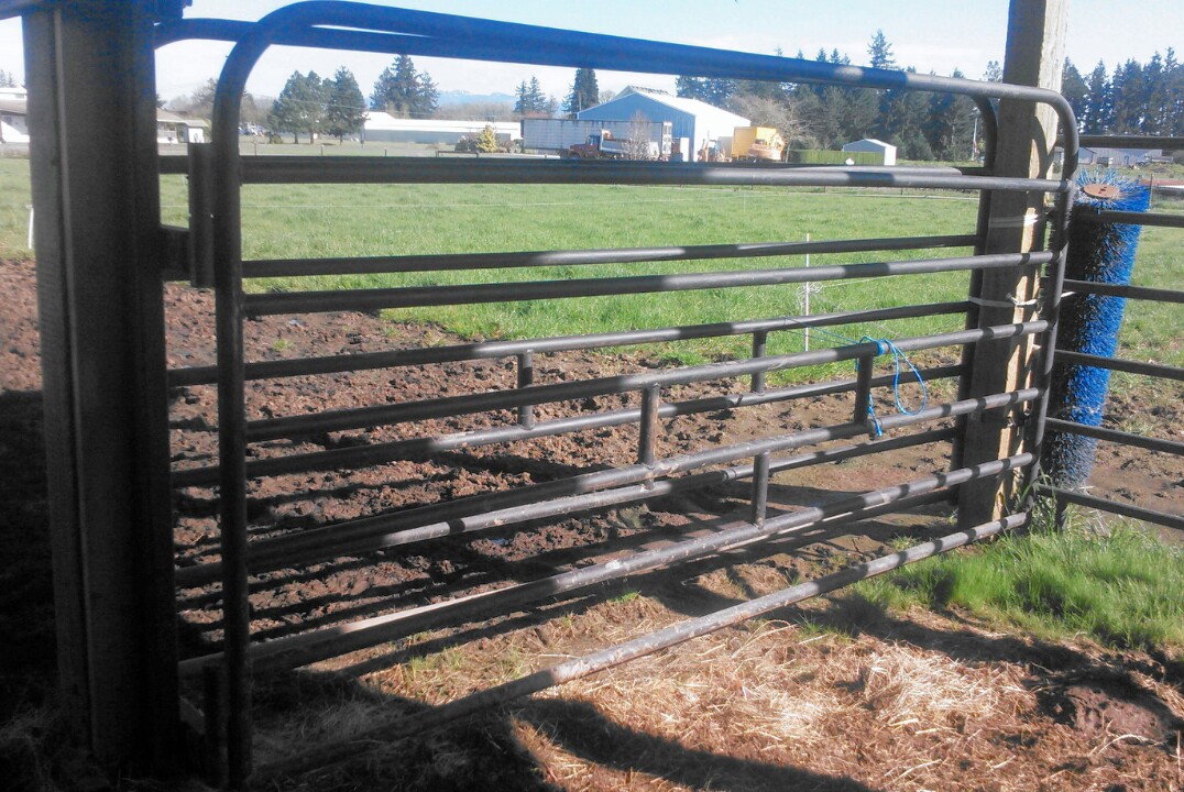 Asman Highland Cattle Squeeze chutes for horned cattle