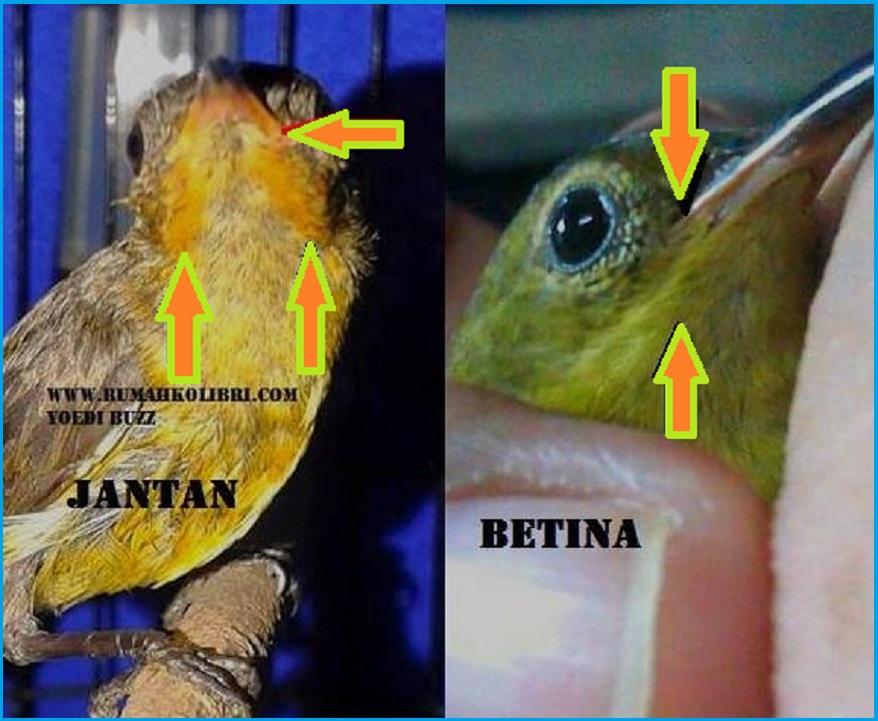 Cara Membedakani Kolibri Ninja Ijoan Jantan Dan Betina Pakan