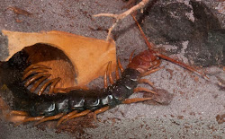 centipede threesome fear them desert sciences pacific science center