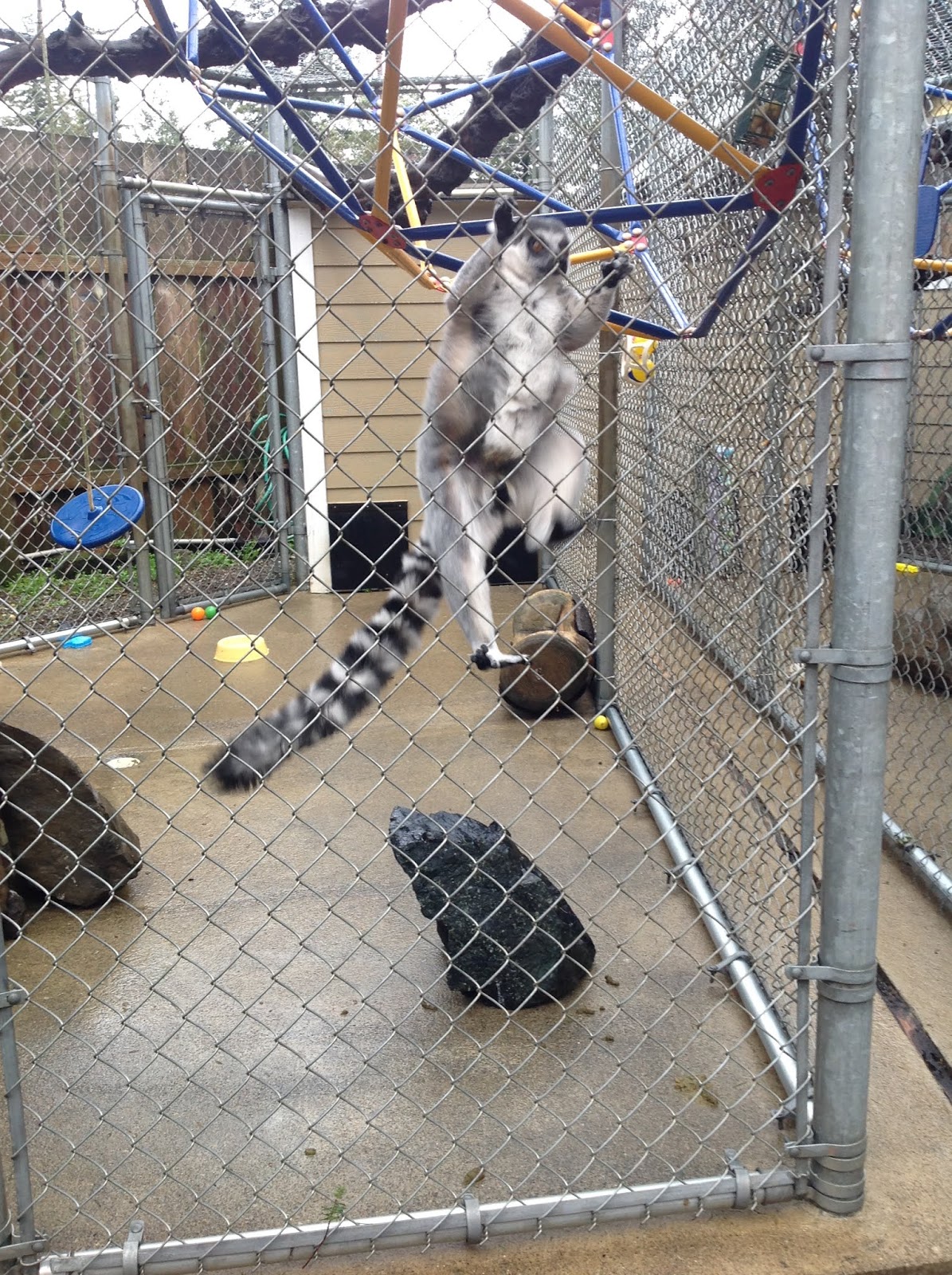 5 Reasons Why the Zoo Should Not Exist