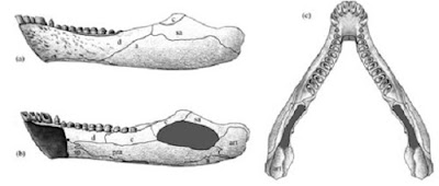 Latest-known diadectomorph discovered from the Upper Permian of China Latest-known diadectomorph discovered from the Upper Permian of China
