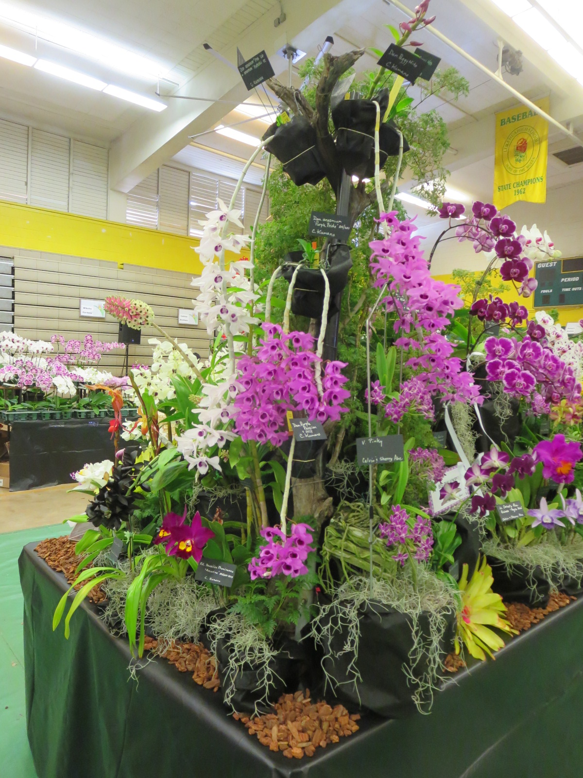 Aiea Orchid Club ｱｲｴｱ蘭の会 2019 03 22 Kunia Show today some pictures