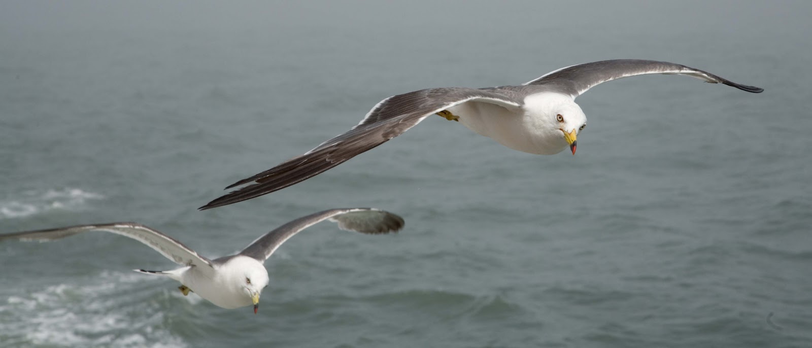 松島の海を飛ぶ二羽の鴎