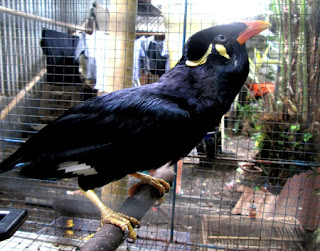 suara burung beo suara burung beo, suara beo, burung beo