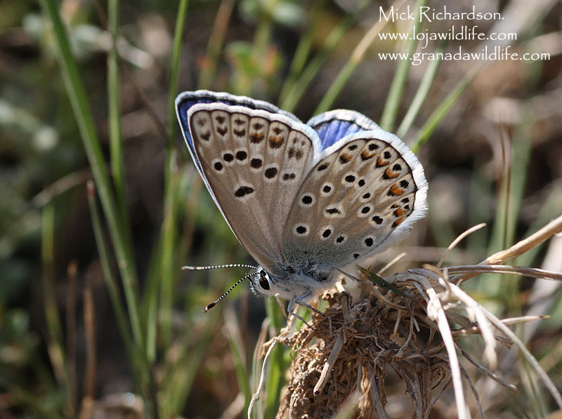Butterflies Of Vietnam 85 Pieris Rapae Orientalis The Small