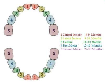 Baby Teeth Timeline Chart