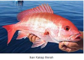 Ikan Laut Konsumsi Berikut Nama Dan Gambarnya Ikan Laut Konsumsi Berikut Nama Dan Gambarnya