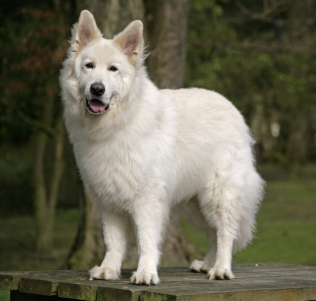White German Shepherd Photo