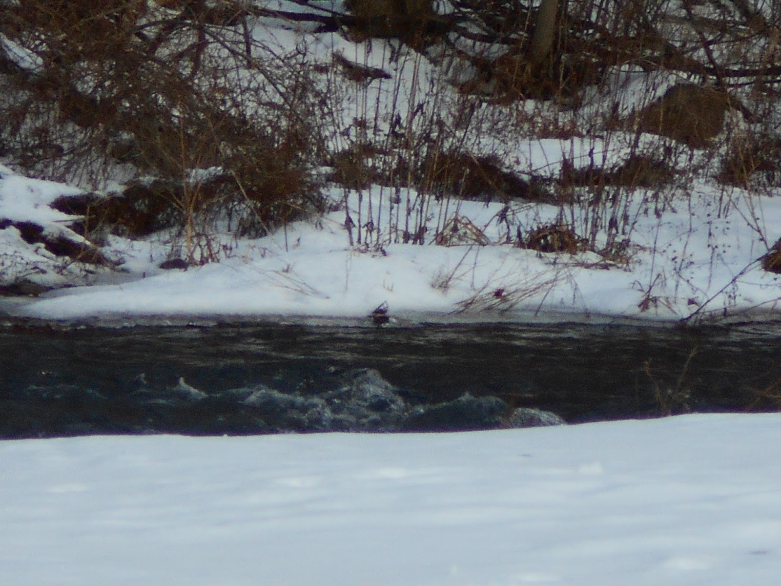 New York State of Mind WINTER STREAM SHORTSVILLE, NY