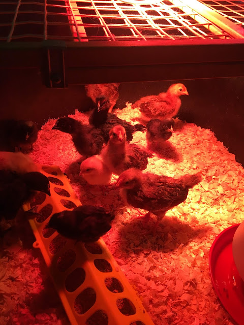 Ruple Farms baby chicks