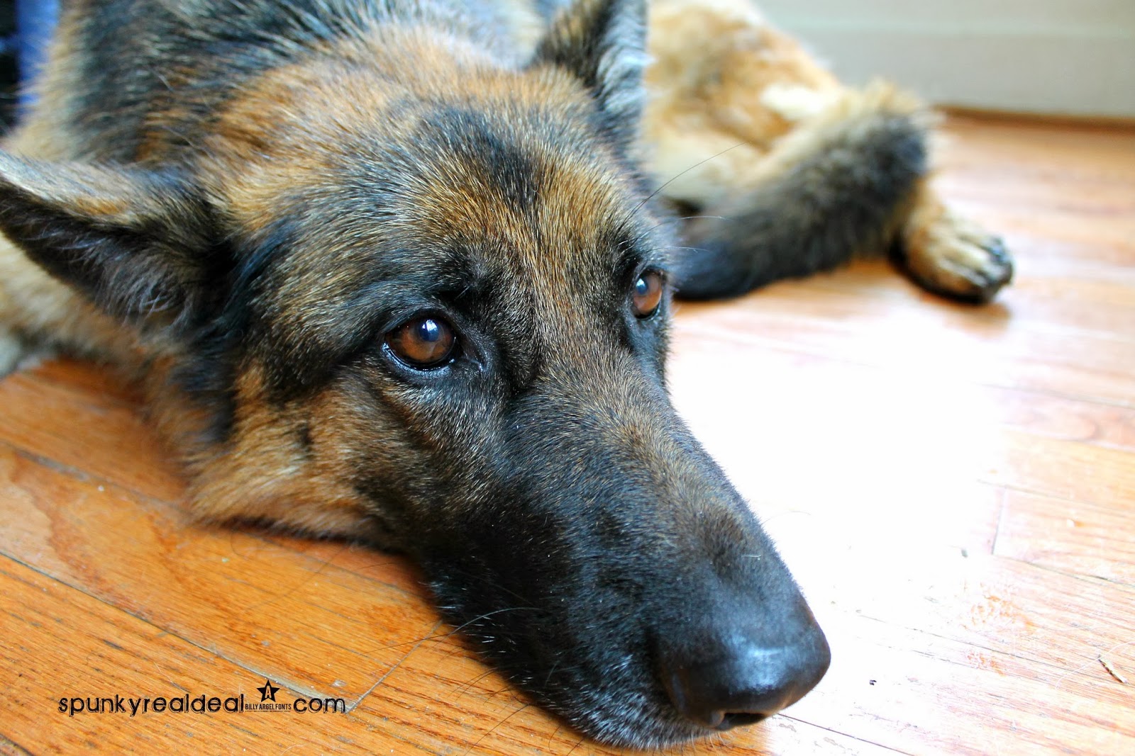 Easy Homemade Herbal Dog Wash {DIY}