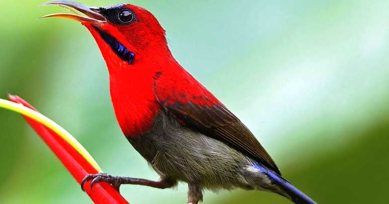 Pesona Warna Dan Kicau Burung Kolibri Gokicau