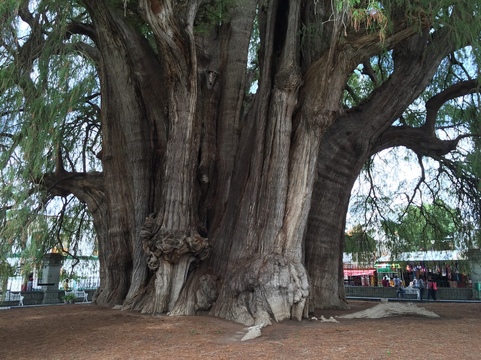 Montezuma cypress Siglo en la brisa: El árbol del Tule: ¿uno o tres?