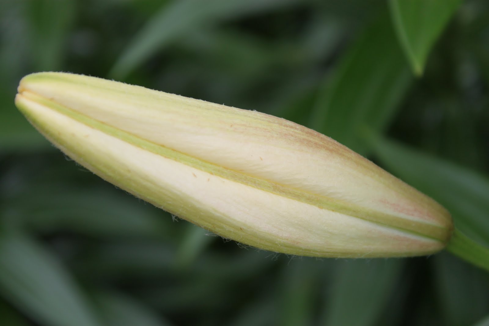 Pat's Addition Lilies of the Field