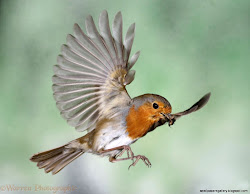 robin flight european flying robins bird rubecula erithacus redbreast warrenphotographic tattoo vogel van english roodborstje roodborst google afkomstig feathers