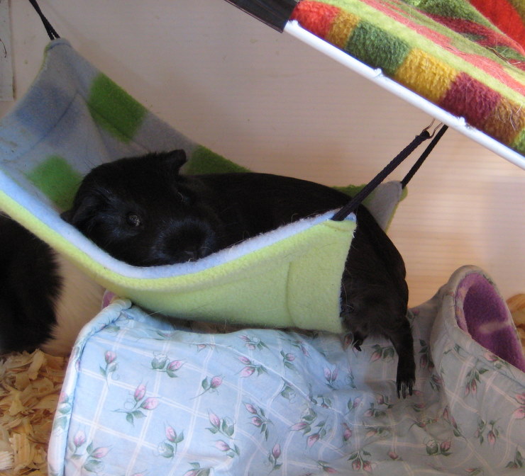 Crafts, Cavies and Cooking Guinea Pig Hammock Giveaway