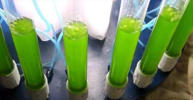 高含油量細胞的藻類