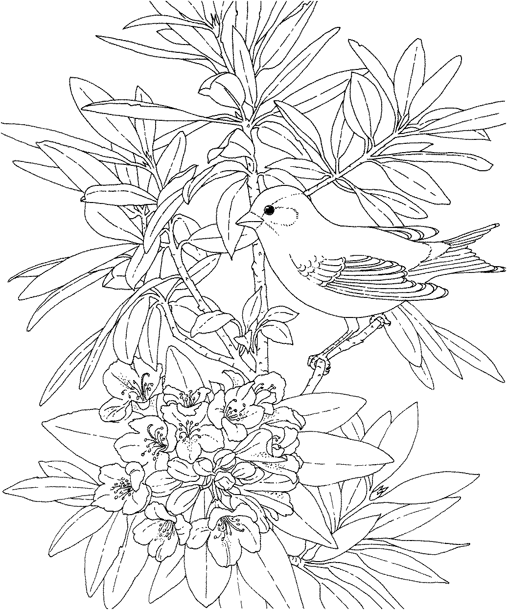 macaw coloring pages super coloring flowers - photo #37
