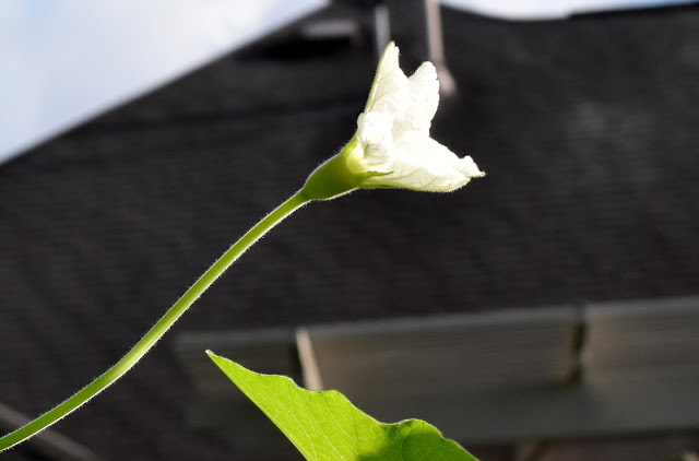 Opo Squash/ Bottle Gourd Male Flower