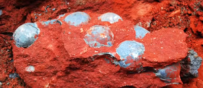 Interesting Dinosaur eggs which are blue from China.