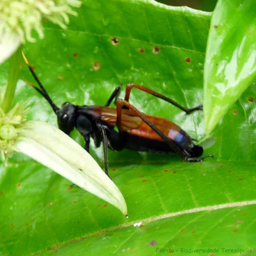 File:Inseto conhecido como Cavalo Do Cão-Ba.jpg - Wikimedia Commons