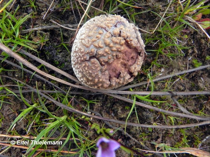 Apuntes botánicos: Hongos chilenos