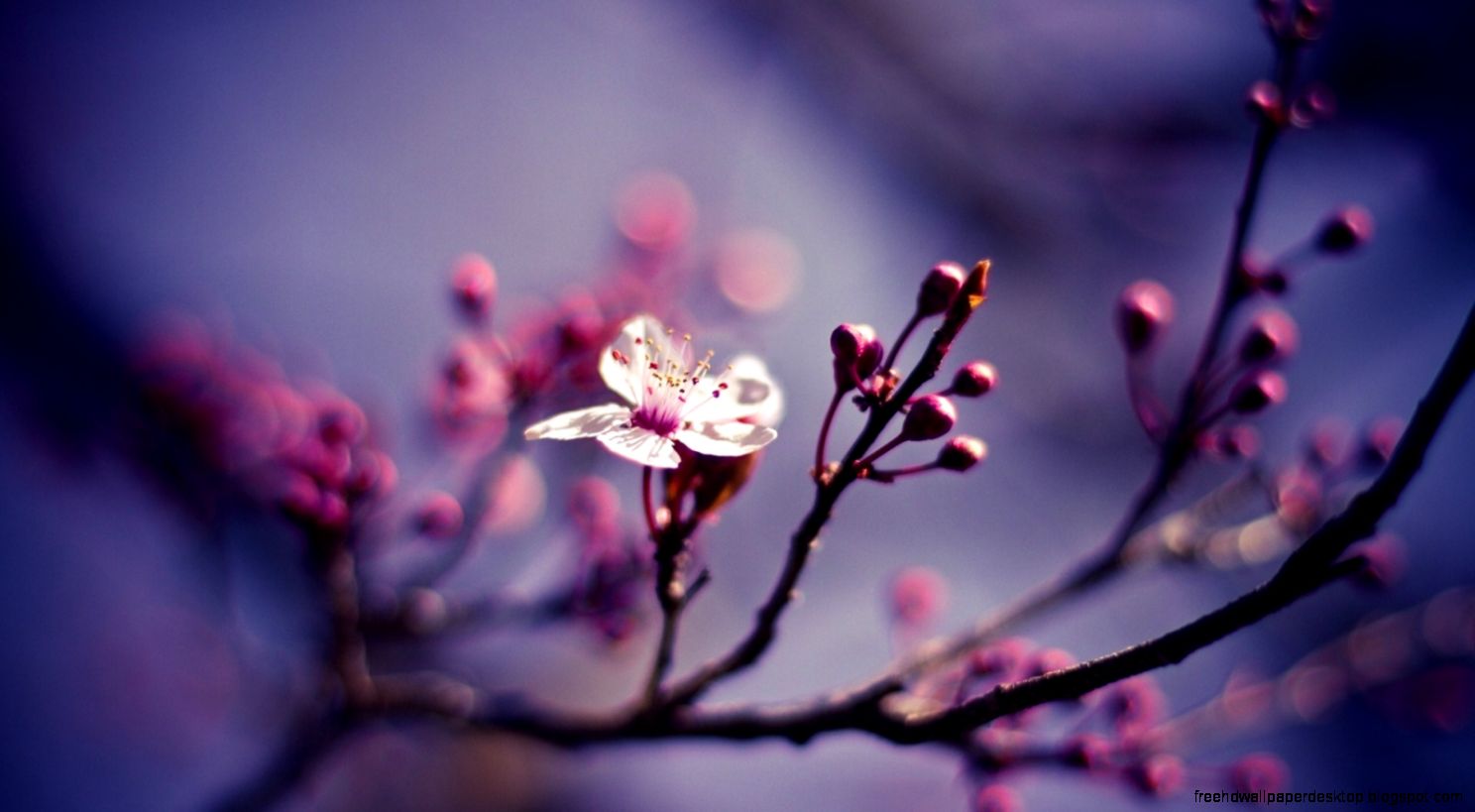 Nature Branch Flower Cherry Spring Close up Hd Wallpaper