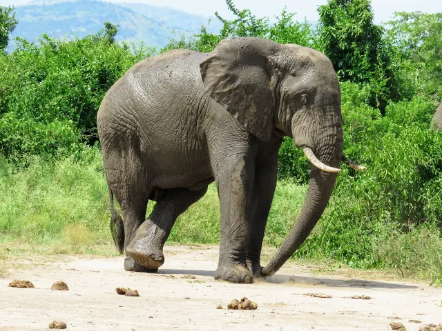 An elephant, one of the species in the Big 5, in Uganda's Queen Elizabeth National Park