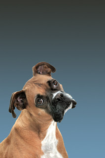 iphone  background wallpaper