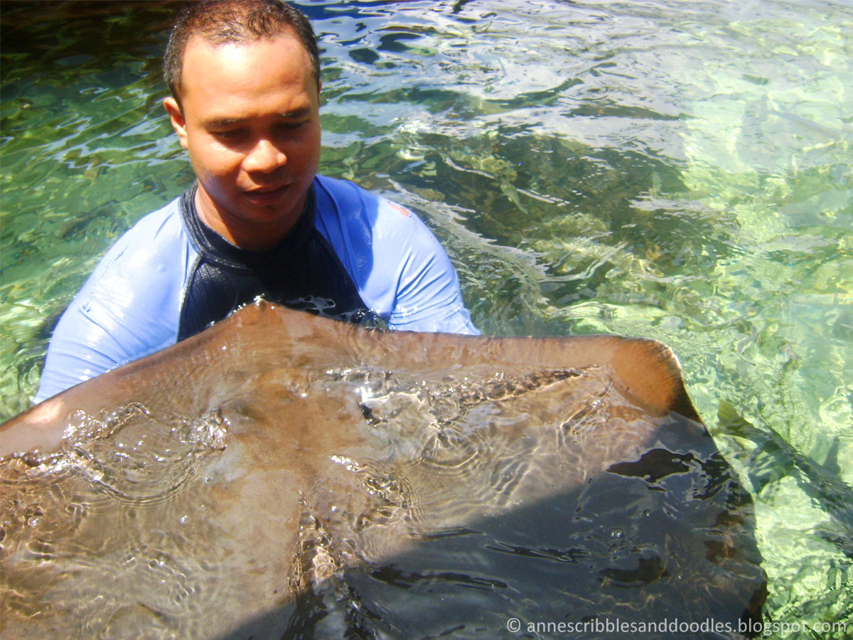 Manila Ocean Park: Sharks and Rays Encounter | Anne's Scribbles and Doodles