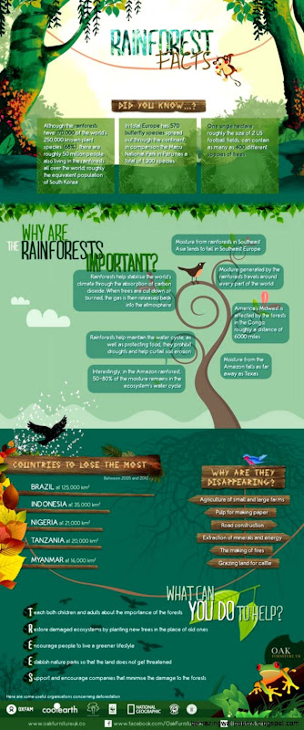 1000 ideas about Rainforests on Pinterest  Rainforest Theme