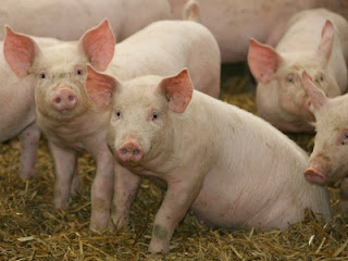 Xây dựng chế độ ăn chăn nuôi mà không có kháng sinh