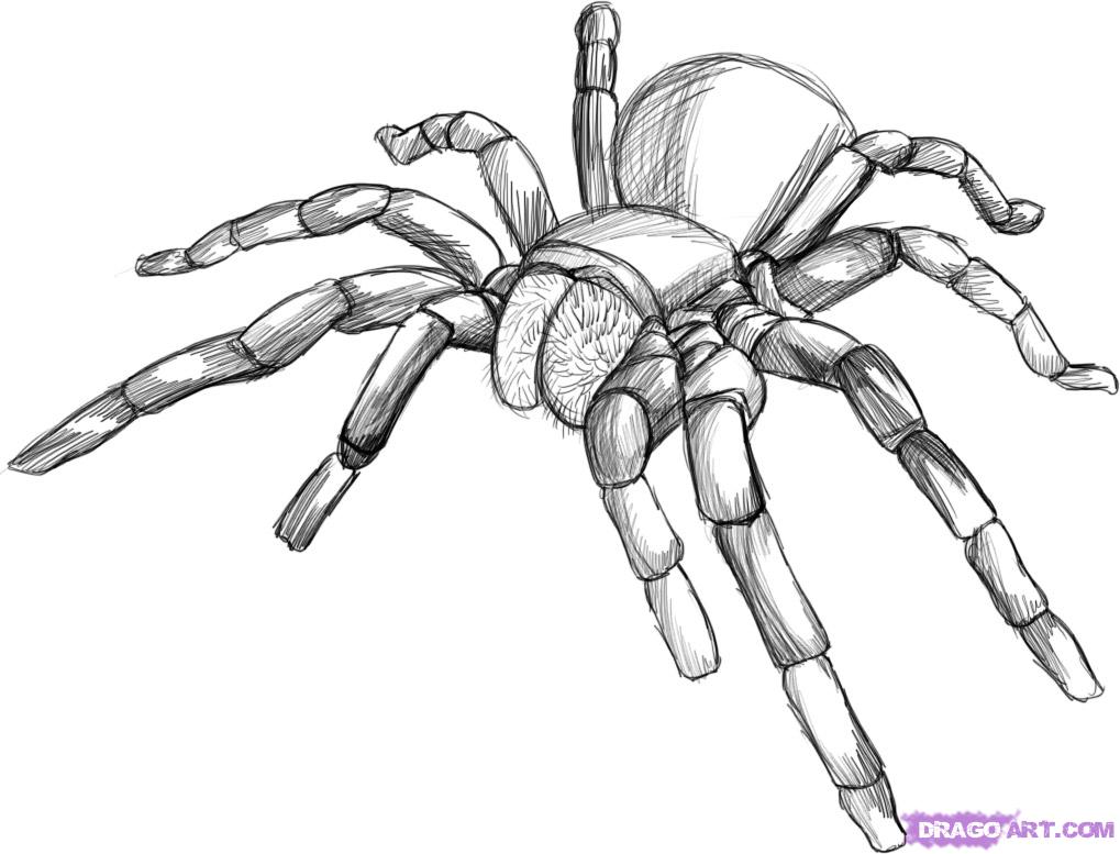 Spider Drawing | 3D Drawing