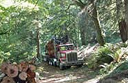 logging truck on forrest road
