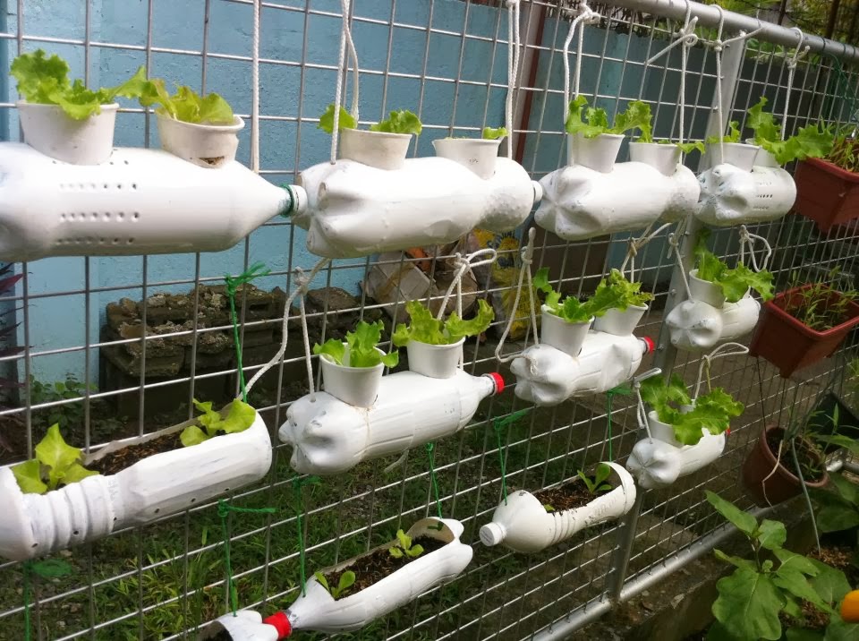 ... marie p ractical hydroponic gardening passion and hobby grow pechay at